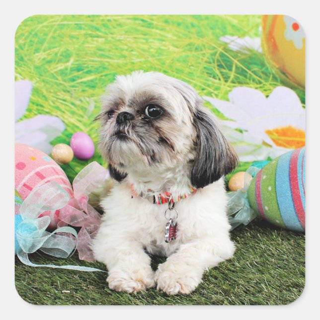 Pegatina Cuadrada Pascua - Shih Tzu - Sophie (Anverso)