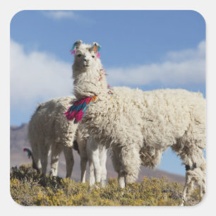 Pegatina Cuadrada Pastel de lama decorado en la Puna, montañas de lo