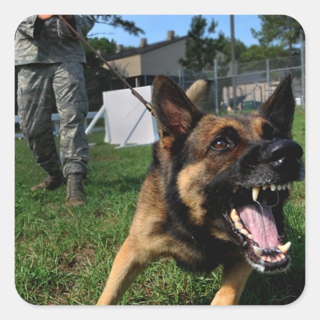 Pegatina Cuadrada Pastor alemán de ladrido (Anverso)