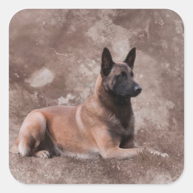Pegatina Cuadrada Pastor belga de Malinois - Mechelaar (Anverso)