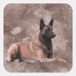 Pegatina Cuadrada Pastor belga de Malinois - Mechelaar