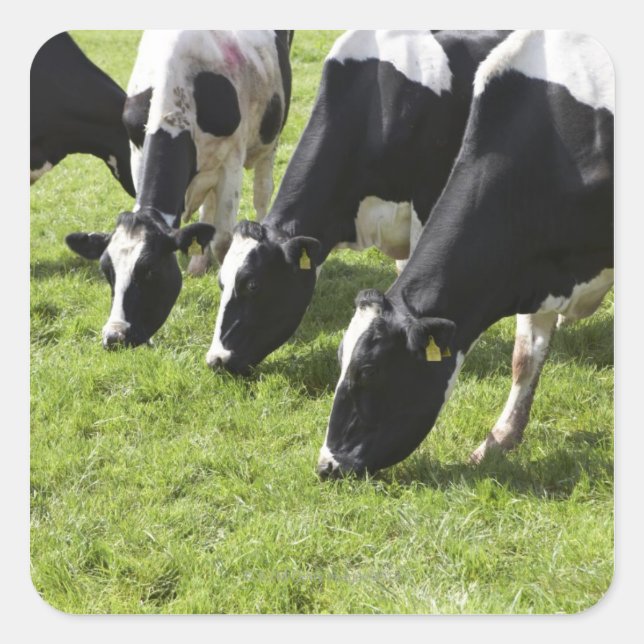 Pegatina Cuadrada Pastoreo de vacas lecheras en pastos (Anverso)