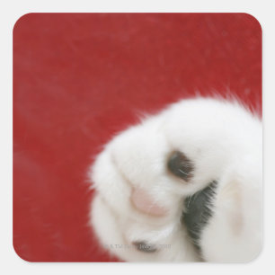 Pegatina Cuadrada Pata de gato