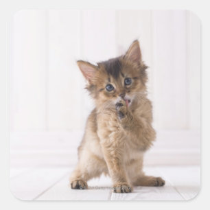 Pegatina Cuadrada Pata delantera de lamedura somalí