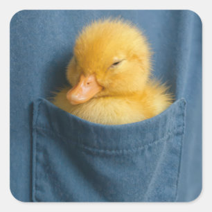 Pegatina Cuadrada Patito Amarillo en el Bolsillo de una Camiseta