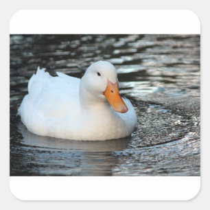 Pegatina Cuadrada Pato blanco nadando en una cala