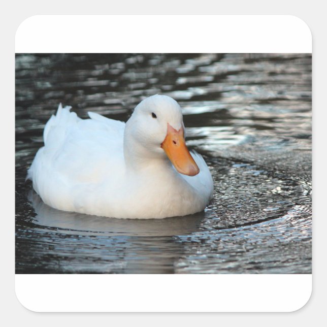 Pegatina Cuadrada Pato blanco nadando en una cala (Anverso)