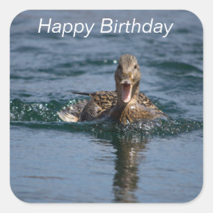 Pegatina Cuadrada Pato con el pico abierto