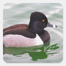Pato de Collar