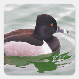 Pegatina Cuadrada Pato de Collar