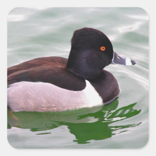Pegatina Cuadrada Pato de Collar