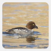 Pato de Goldeneye común femenino