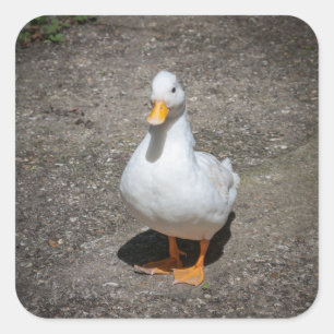 Pegatina Cuadrada Pato de llamada