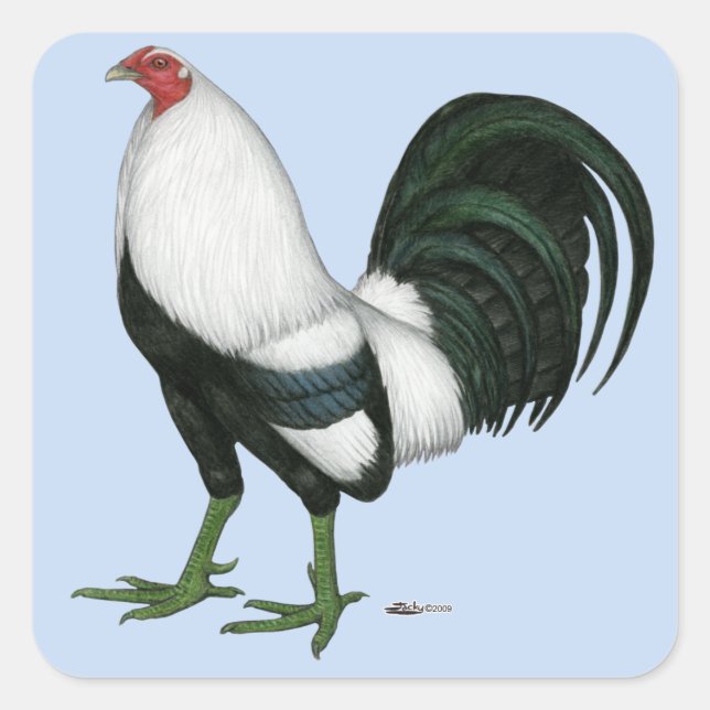 Pegatina Cuadrada Pato de plata gamecock (Anverso)