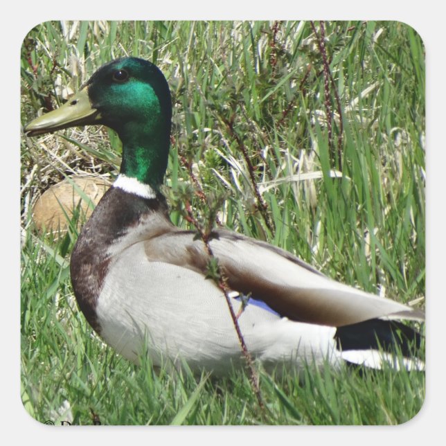 Pegatina Cuadrada Pato macho B55 Mallard en la hierba (Anverso)