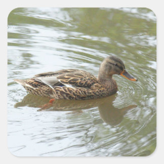 Pegatina Cuadrada Pato Mallard Joven - Lago Roath Park, Cardiff, Rei