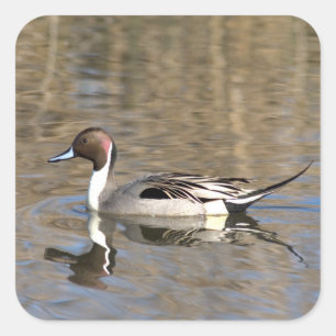 Pegatina Cuadrada Pato Rabudo Nada En Un Estanque