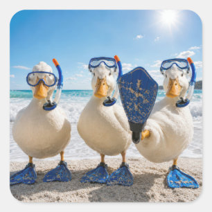 Pegatina Cuadrada Patos blancos divertidos con equipo de snorkel
