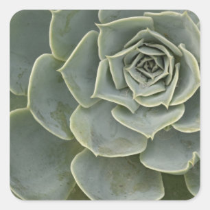 Pegatina Cuadrada Patrón de cactus