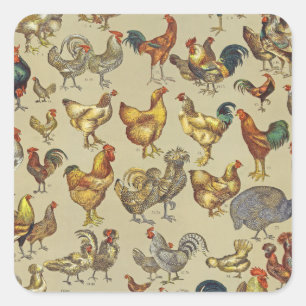 Pegatina Cuadrada Patrón de gallo vintage: Arte de granja