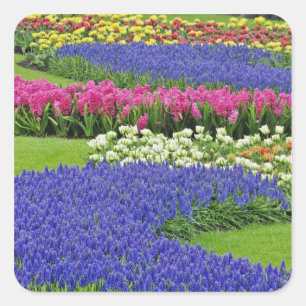 Pegatina Cuadrada Patrón de jacinto de uva, tulipanes y 3