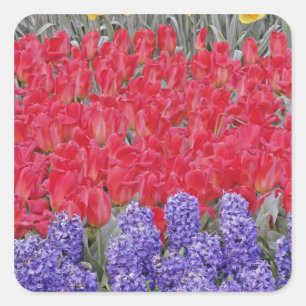 Pegatina Cuadrada Patrón de jacinto, tulipanes y narcisos,