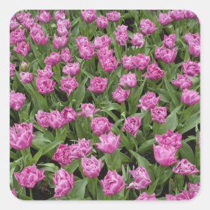 Pegatina Cuadrada Patrón de jardín de tulipanes, Jardines Keukenhof,