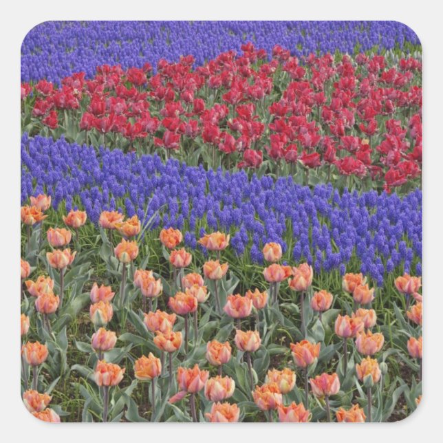 Pegatina Cuadrada Patrón de tulipanes y flores de jacinto de uva, 3 (Anverso)