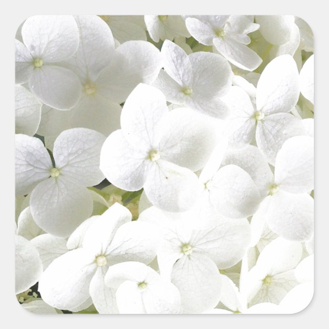 Pegatina Cuadrada Patrón floral blanco de Hydrangea (Anverso)