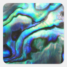 Paua abalone detalle