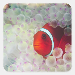 Pegatina Cuadrada Paupau Nueva Guinea, Gran Barrera de Coral,