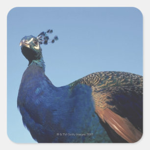 Pegatina Cuadrada Pavo real 2