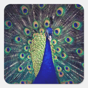 Pegatina Cuadrada Pavo Real Azul Cobalto