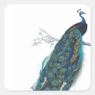 Pegatina Cuadrada Pavo real azul con hermosas plumas de cola
