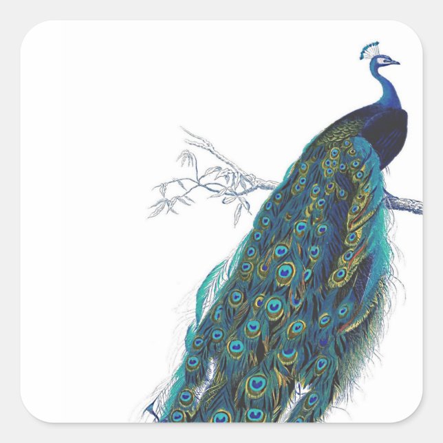 Pegatina Cuadrada Pavo real azul con hermosas plumas de cola (Anverso)
