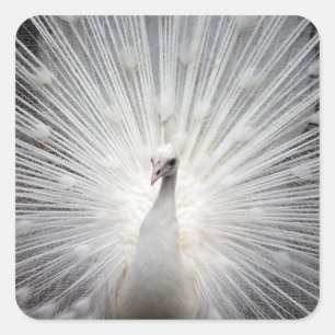 Pegatina Cuadrada Pavo Real Blanco con plumas al aire libre