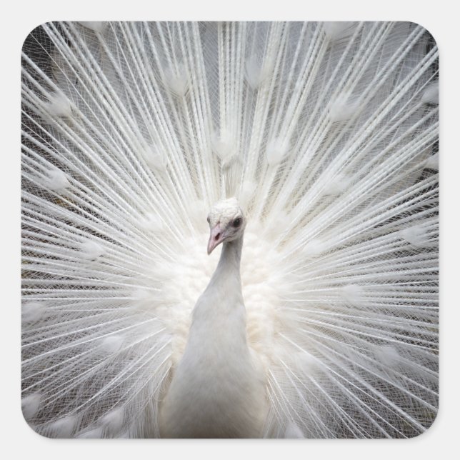 Pegatina Cuadrada Pavo Real Blanco con plumas al aire libre (Anverso)