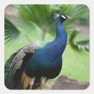 Pegatina Cuadrada Pavo real encaramado en la roca