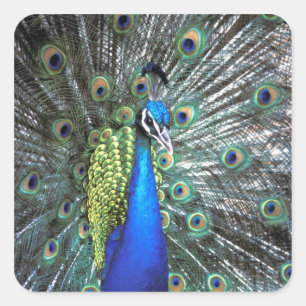 Pegatina Cuadrada Pavo real hermoso desplegando plumas coloridas