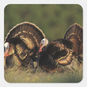 Pegatina Cuadrada Pavo silvestre, Meleagris gallopavo,machos