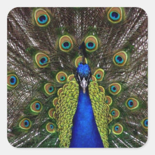 Pegatina Cuadrada Peacock