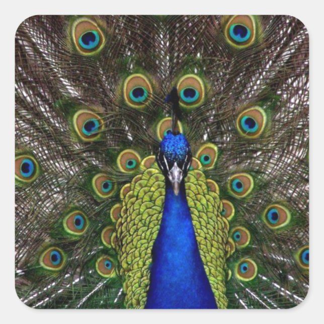 Pegatina Cuadrada Peacock (Anverso)