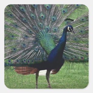 Pegatina Cuadrada Peacock