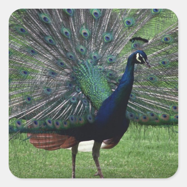 Pegatina Cuadrada Peacock (Anverso)
