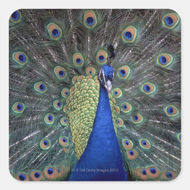 Pegatina Cuadrada Peacock (Anverso)