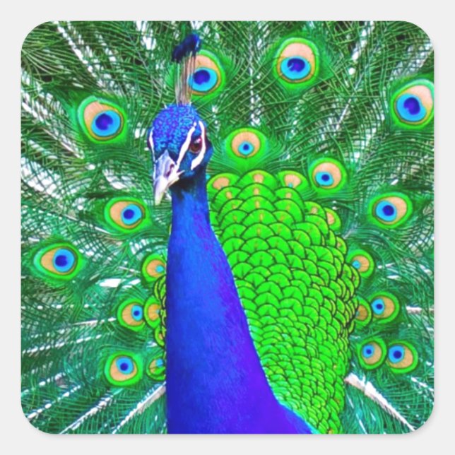 Pegatina Cuadrada Peacock con cola de abanico (Anverso)