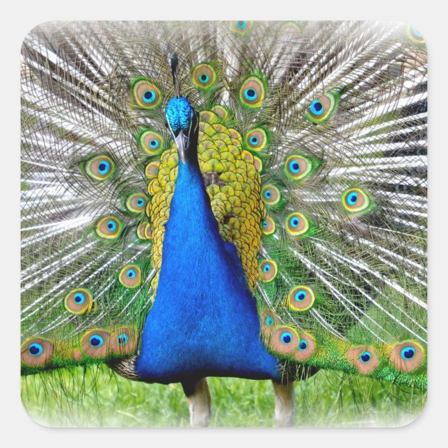 Pegatina Cuadrada Peacock con plumas de cola camiseta (Anverso)