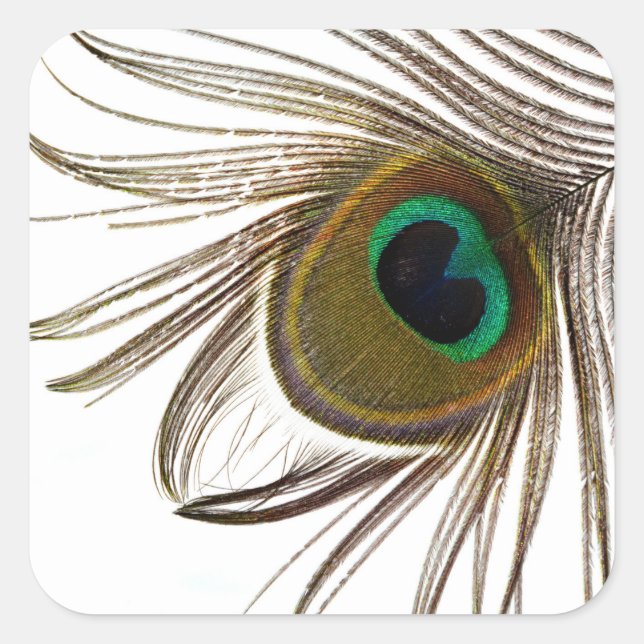 Pegatina Cuadrada  Peacock Feather     (Anverso)
