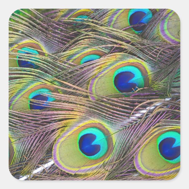 Pegatina Cuadrada Peacock Feathers (Anverso)