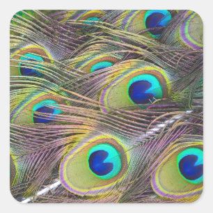 Pegatina Cuadrada Peacock Feathers